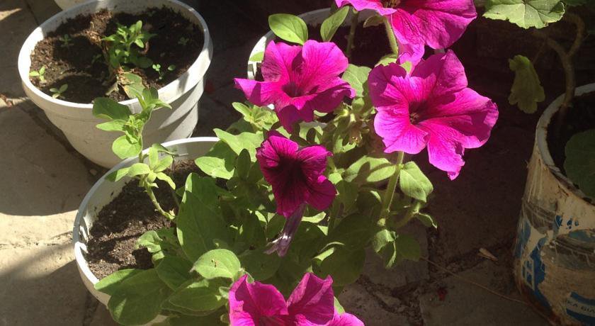 Гостиница Guest House Tair Судак