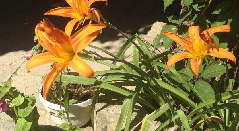 Гостиница Guest House Tair Судак-62